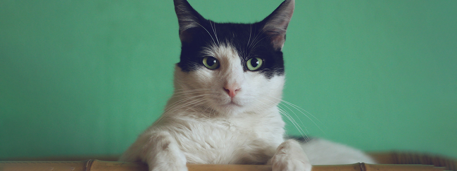 White cat with black ears posed in front of a green background.